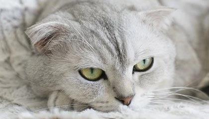 九游网页版官网入口-韩国星际争霸赛季冠军争夺激烈，星际争霸比赛全是韩国人夺冠