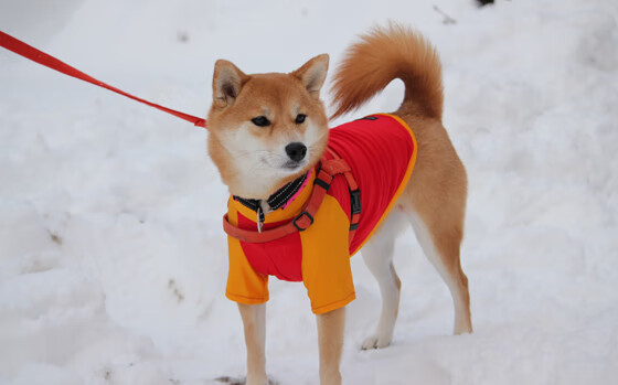 兰斯“铁血防线”送出零封，兰斯红线之女