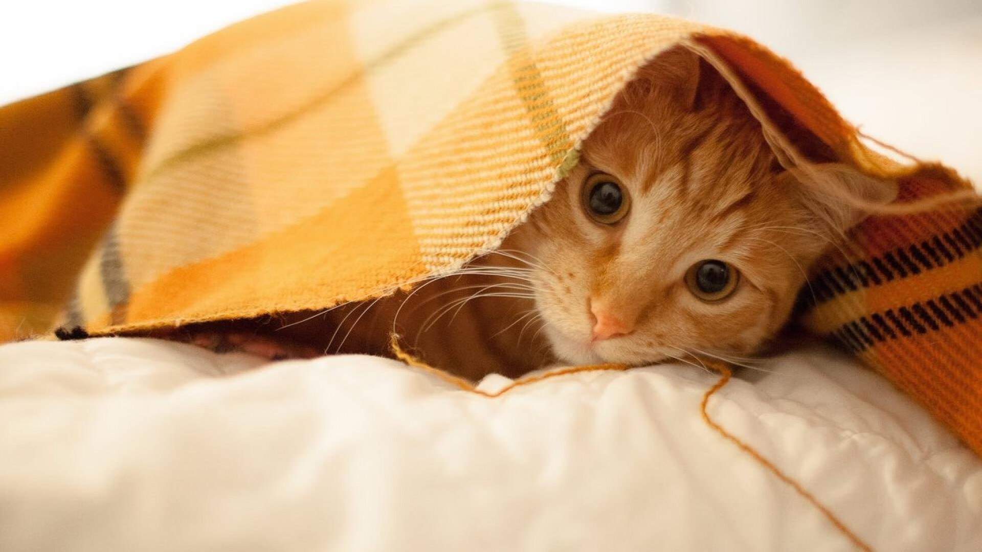 九游下载安装-奥尔莫在欧洲杯中获得银靴奖，奥尔莫集锦