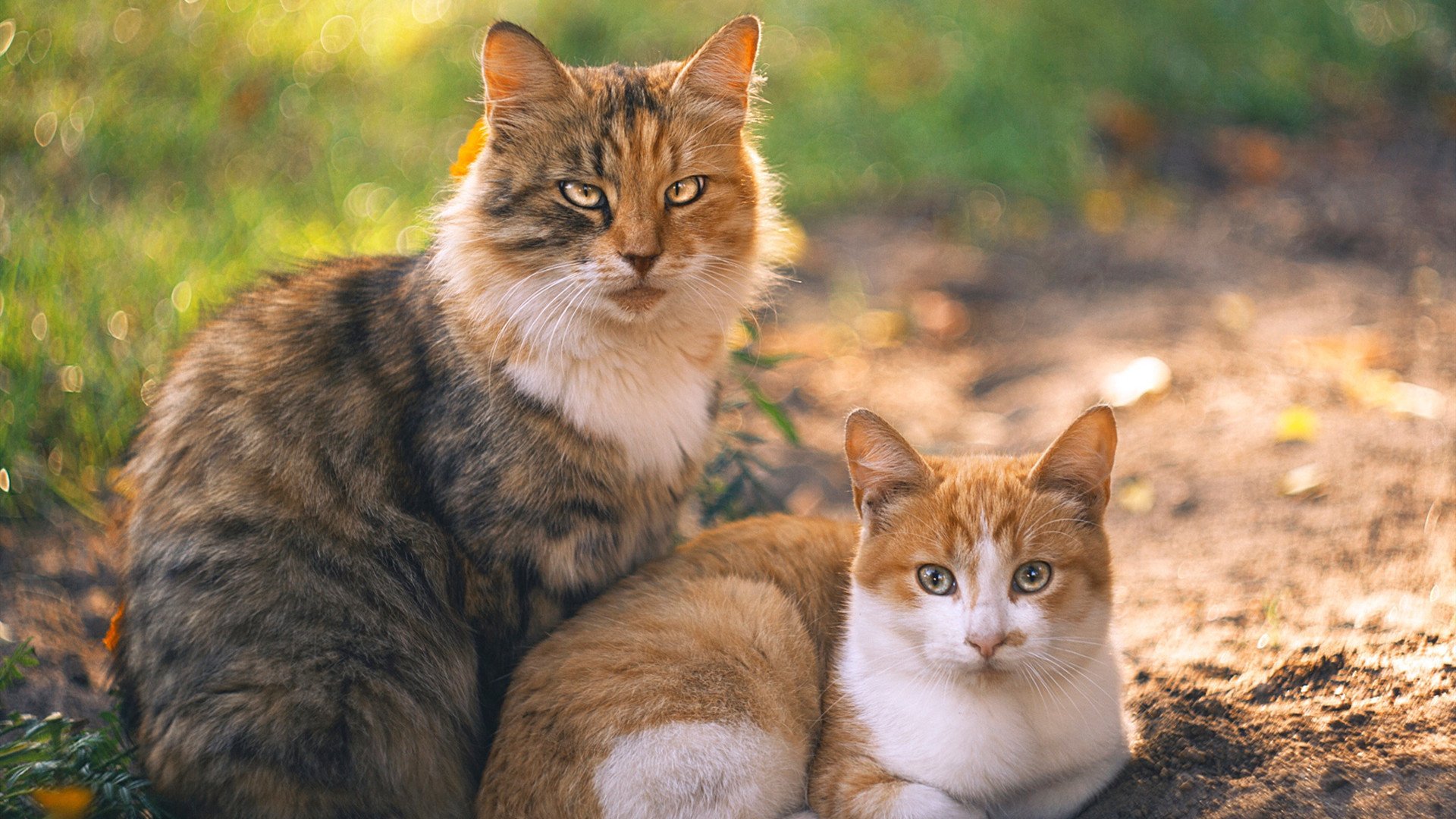 美国骑手艾丽西亚·伯杰和凯特·福夸在巴黎青少年马术比赛中表现出色,获得多项荣誉。