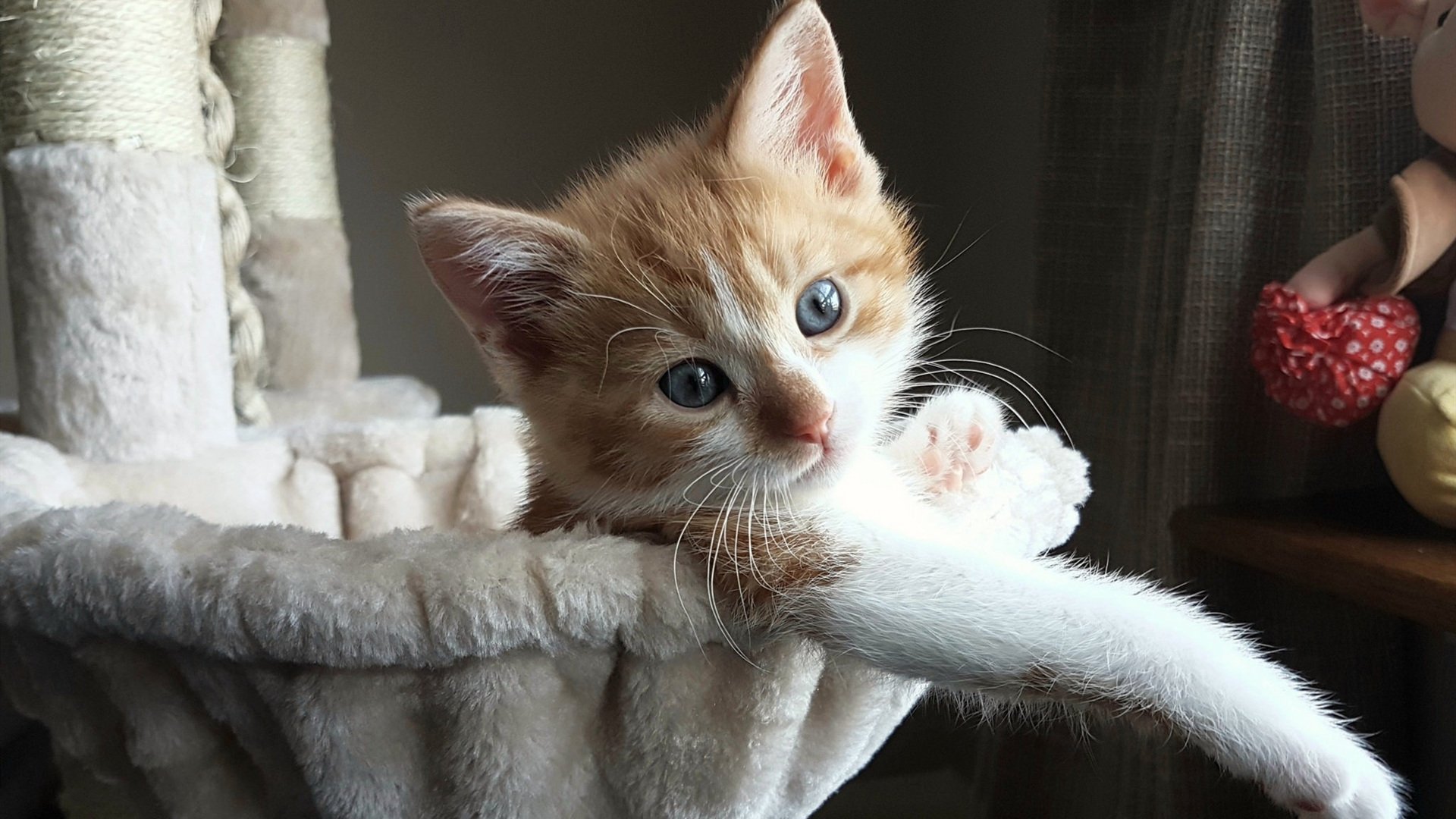 诺瓦克·德约科维奇赢得2024年澳网冠军,2020年澳网决赛德约科维奇对阵蒂姆回放