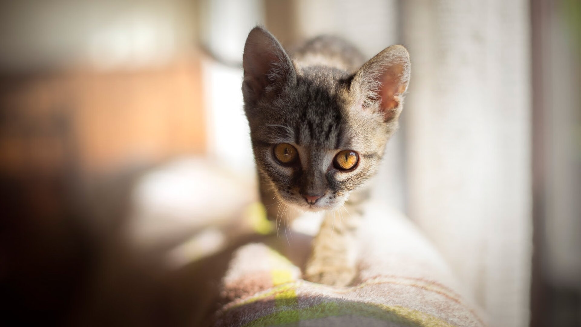 LCK战队社交媒体粉丝互动增强，lck战队分析