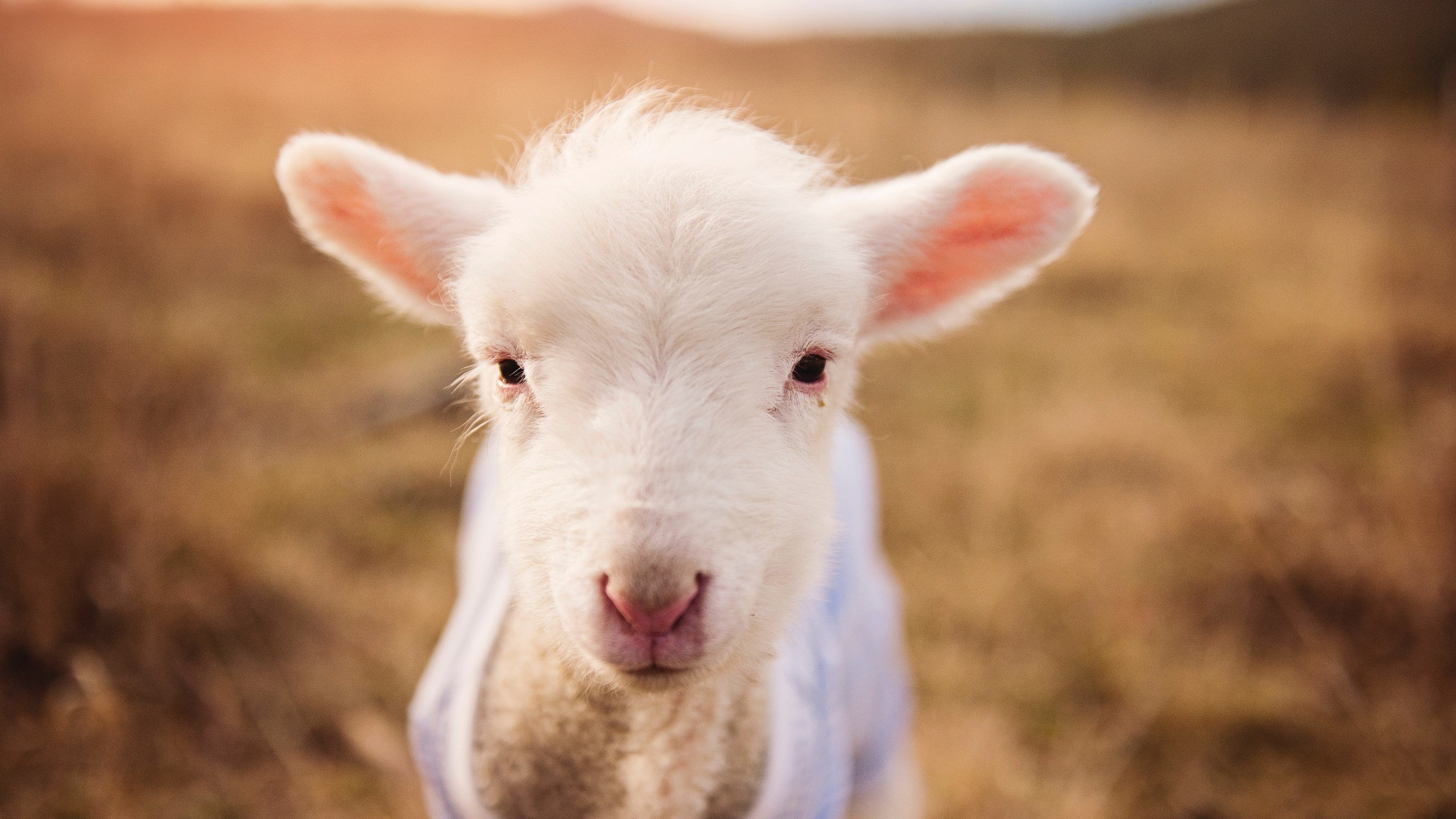 丹麦战队 Astralis 将推出新的战术训练视频系列,丹麦队官网